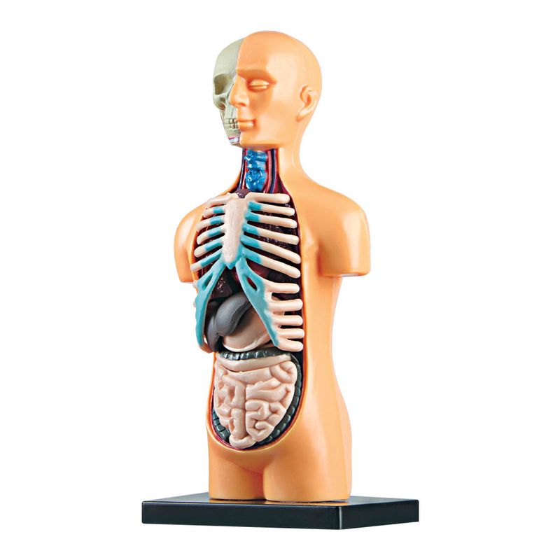 lab-corpo-humano-1000-1000-4