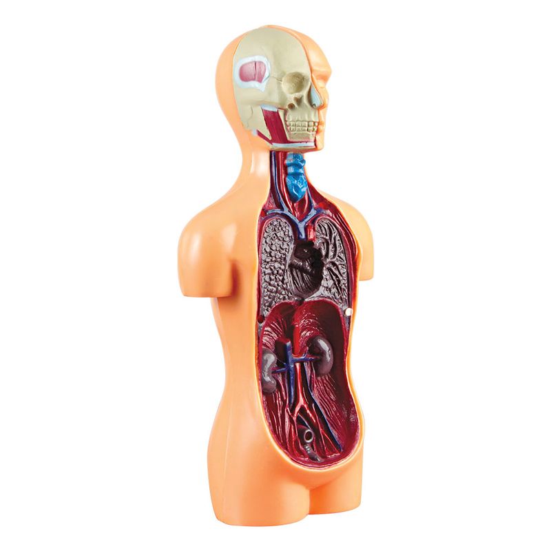lab-corpo-humano-1000-1000-5