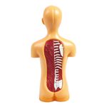 lab-corpo-humano-1000-1000-6